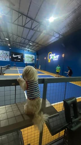 Dog watching pickleball